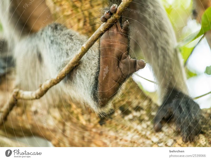 füße für willma;) Ferien & Urlaub & Reisen Tourismus Ausflug Abenteuer Ferne Freiheit Wildtier Fell Affen haubenlangur Tierfuß Zehen 1 außergewöhnlich exotisch