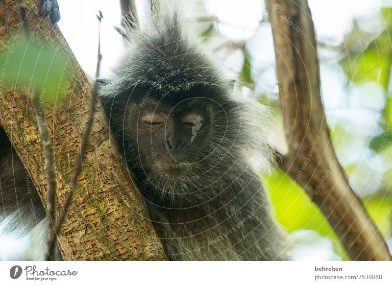 soooo müde Ferien & Urlaub & Reisen Tourismus Ausflug Abenteuer Ferne Freiheit Natur Pflanze Tier Baum Malaysia Borneo Sarawak bako nationalpark Asien Wildtier