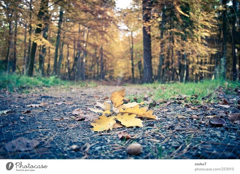 abgeworfen Herbst Blatt Wald Wege & Pfade braun gelb Vergänglichkeit Wandel & Veränderung Eichenblatt Eicheln Fußweg Boden Farbfoto Außenaufnahme Menschenleer