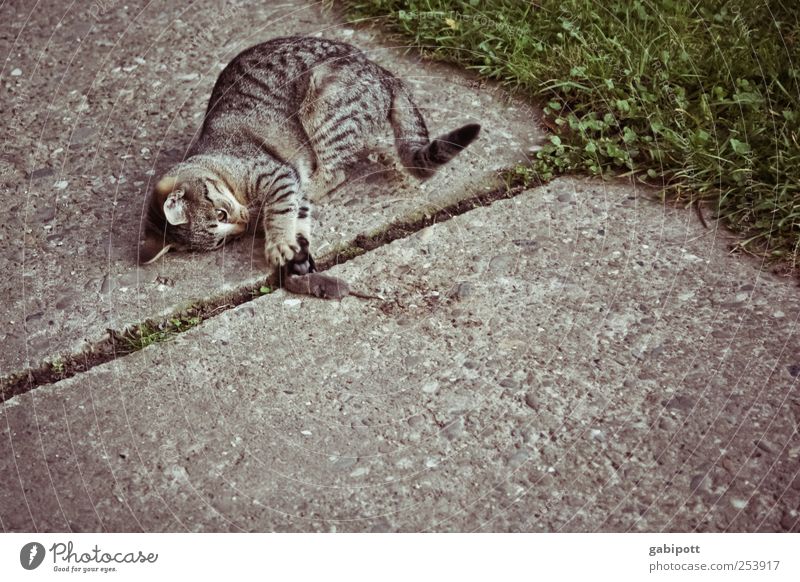 Jäger und Gejagte Haustier Wildtier Totes Tier Katze Fell Krallen Maus Tierpaar fangen Fressen Jagd Spielen toben kaputt natürlich retro wild braun Tod Gewalt