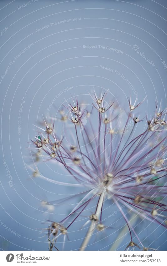 blumendingens Pflanze exotisch natürlich stachelig blau Farbe Natur Stern (Symbol) filigran fein Trockenblume Unschärfe Farbfoto Innenaufnahme