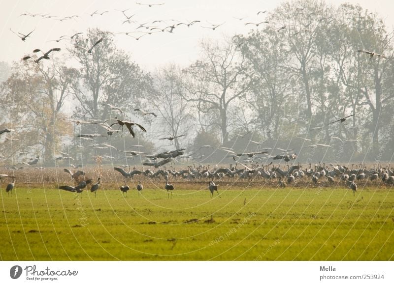 [Linum 1.0] Abflug Umwelt Natur Landschaft Tier Baum Wiese Feld Vogel Kranich Schwarm fliegen Fressen stehen frei Zusammensein natürlich viele grün Freiheit