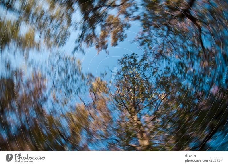 Karussellperspektive Himmel Wolkenloser Himmel Baum Blatt Wildpflanze Park Wald drehen Wachstum Natur Drehung Umdrehungsgeschwindigkeit Farbfoto Außenaufnahme