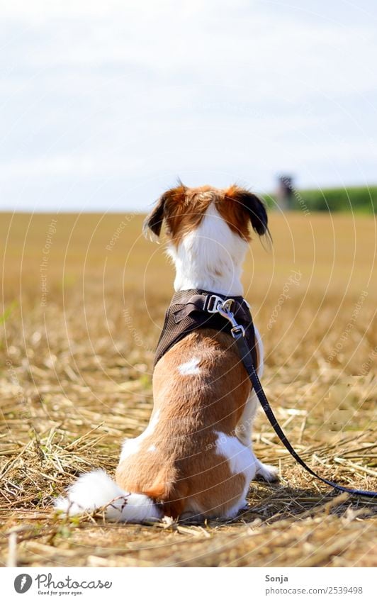 Hund, Haustier, Tier, Natur Herbst Feld Fell 1 sitzen Neugier braun gold Wachsamkeit Gelassenheit ruhig Fernweh Abenteuer Einsamkeit Horizont Stimmung