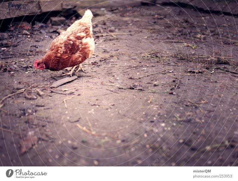 Freilandhaltung. Tier ästhetisch Haushuhn Bauernhof ökologisch Metallfeder Ei Boden Suche Nahrungssuche 1 Einsamkeit Tierzucht Farbfoto Gedeckte Farben