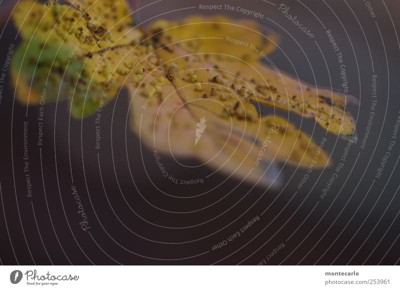 Blattpocken Umwelt Natur Herbst Schönes Wetter Pflanze Baum Grünpflanze Wildpflanze authentisch trocken gelb gold grau grün Farbfoto mehrfarbig Außenaufnahme