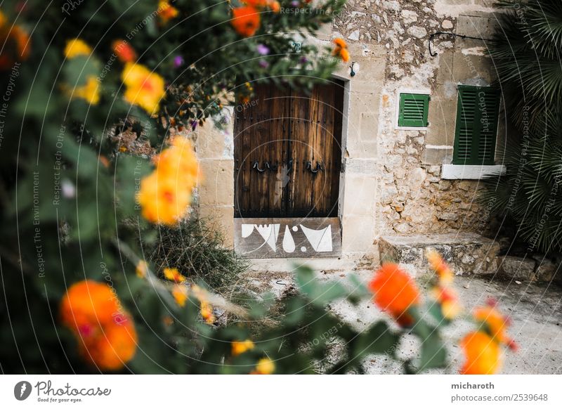 Alte Haustür mit Blumen im Vordergrund Abenteuer Sightseeing Sommerurlaub Häusliches Leben Traumhaus Pflanze Blatt Blüte Grünpflanze Fischerdorf Hütte