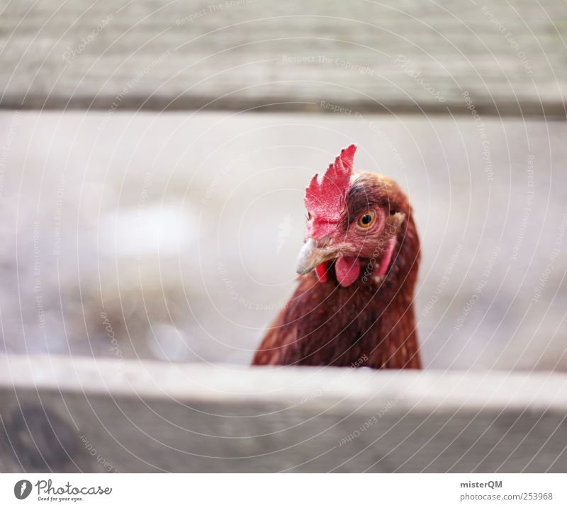 Muh? Tier Nutztier Vogel ästhetisch dumm Haushuhn doof Blick Neugier Zaun Pferch Auge Hals Gehege Freilandhaltung Bauernhof Landleben Hahn Überraschung lustig