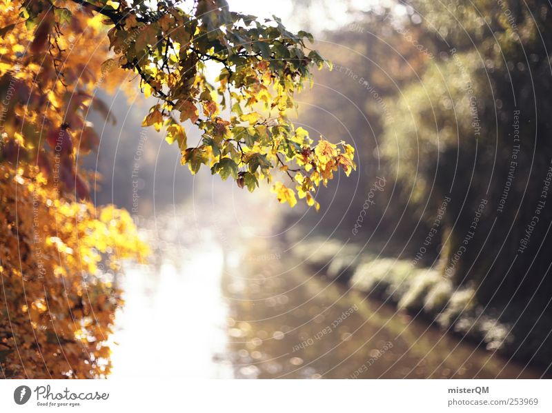 Schöne Zeit. Umwelt Natur Landschaft Pflanze ästhetisch Zufriedenheit Herbst Herbstlaub herbstlich Herbstbeginn Herbstfärbung Herbstwetter Herbstwald