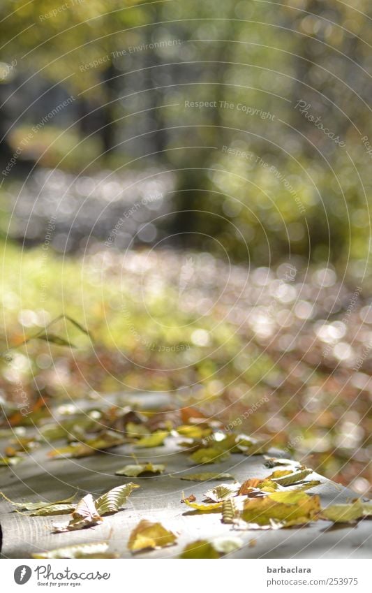 Der Weg zum See Sonnenlicht Herbst Schönes Wetter Baum Blatt Park Wald Seeufer Wege & Pfade fallen leuchten liegen verblüht dehydrieren hell natürlich viele