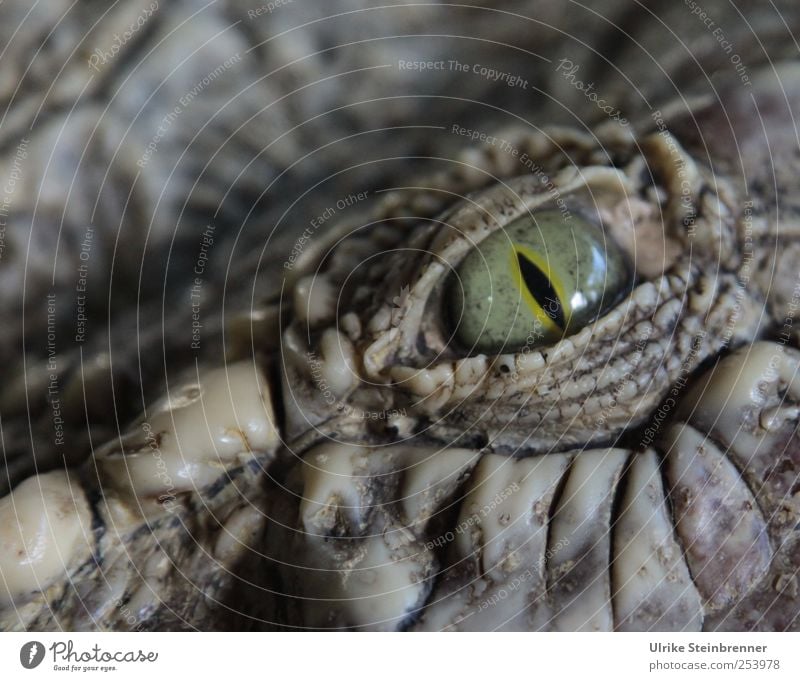 CU Tier Wildtier Krokodil Echsen Panzer Panzerechsen 1 glänzend Blick Aggression bedrohlich exotisch listig Neugier wild gefährlich Auge bewegungslos