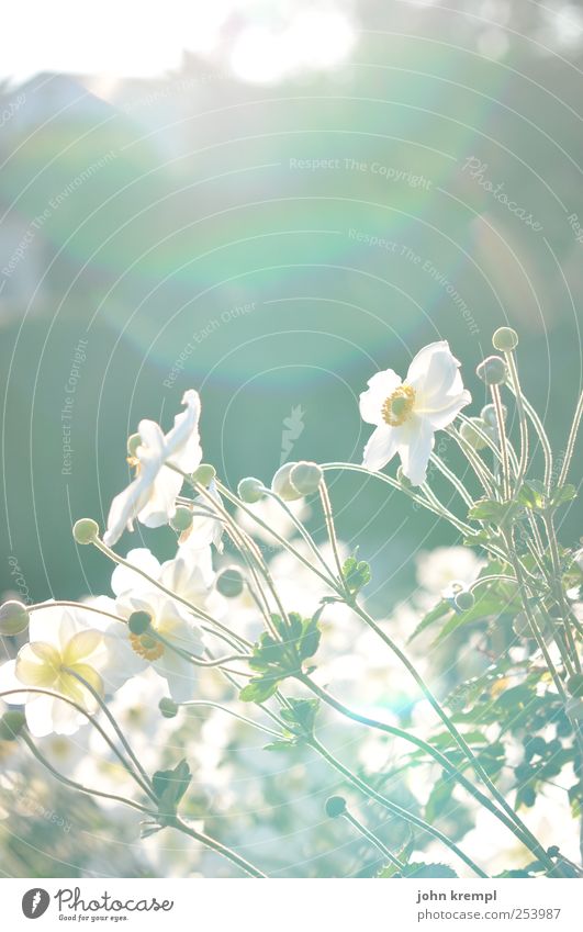 Alles Gute Sommer Pflanze Blume Gras Park Wiese Blühend ästhetisch Glück schön grün weiß Freude Fröhlichkeit Lebensfreude Frühlingsgefühle Freundschaft Treue