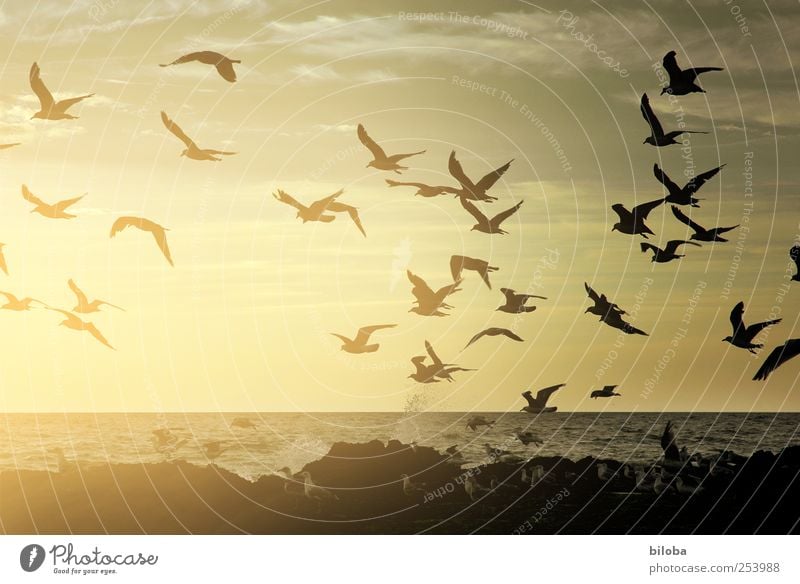 Ausflug Natur Landschaft Tier Urelemente Wasser Himmel Sonnenlicht Küste Strand Nordsee Flügel Möwe Möwenvögel Schwarm fliegen gelb gold schwarz Fernweh