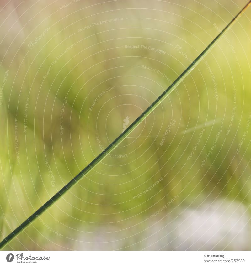 45 grad Natur Pflanze Sommer Herbst Schönes Wetter Gras Wildpflanze Garten Wiese ästhetisch dünn einfach fest lang natürlich saftig grün Frühlingsgefühle