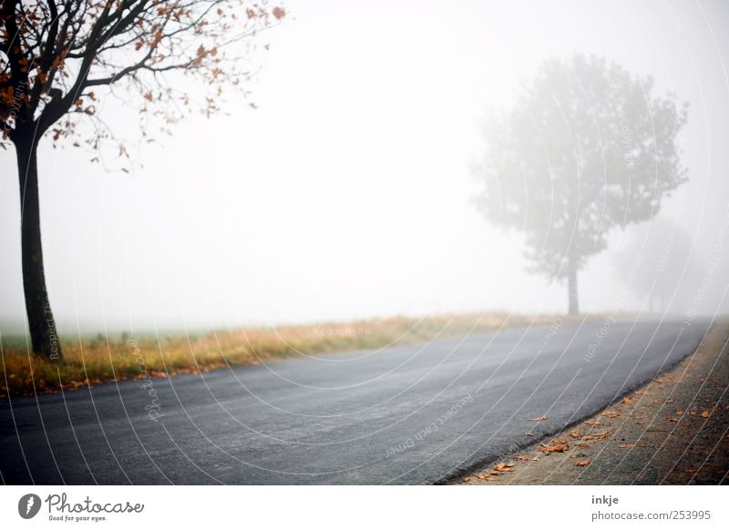 ....where the streets have no name Ausflug Freiheit Luft Himmel Herbst Wetter schlechtes Wetter Nebel Baum Fußweg Straßenbelag Stadtrand Menschenleer