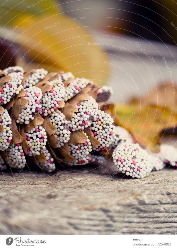 Tannenzapfen, gezuckert Natur Pflanze Herbst exotisch süß mehrfarbig Zuckerstreusel Zuckerperlen Handarbeit Zapfen Farbfoto Außenaufnahme Nahaufnahme