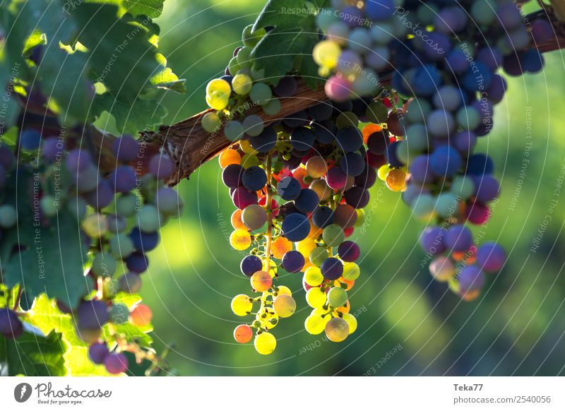 Weintrauben 1 Sommer Umwelt Natur Pflanze Frühling Grünpflanze Nutzpflanze Garten Abenteuer ästhetisch Alkohol Weingut Farbfoto Licht Schatten Kontrast