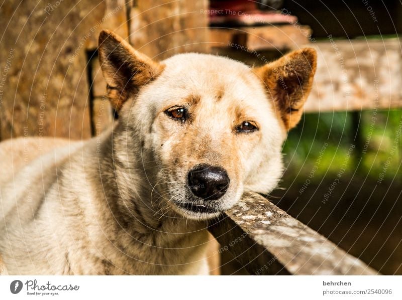 montagsmüde Ferien & Urlaub & Reisen Tourismus Ausflug Abenteuer Ferne Freiheit Haustier Hund Tiergesicht Fell 1 Erholung schlafen kuschlig niedlich Asien