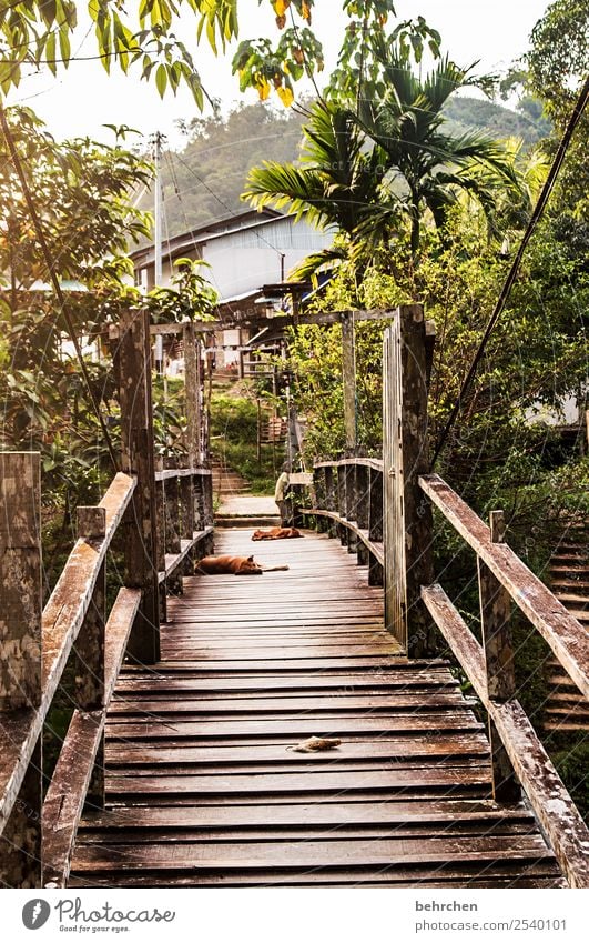 brücken bauen - wege finden besonders Landschaft Urwald Natur traumhaft wunderschön Abenddämmerung Sonnenlicht Fluss Brücke Farbfoto Kontrast Licht fantastisch