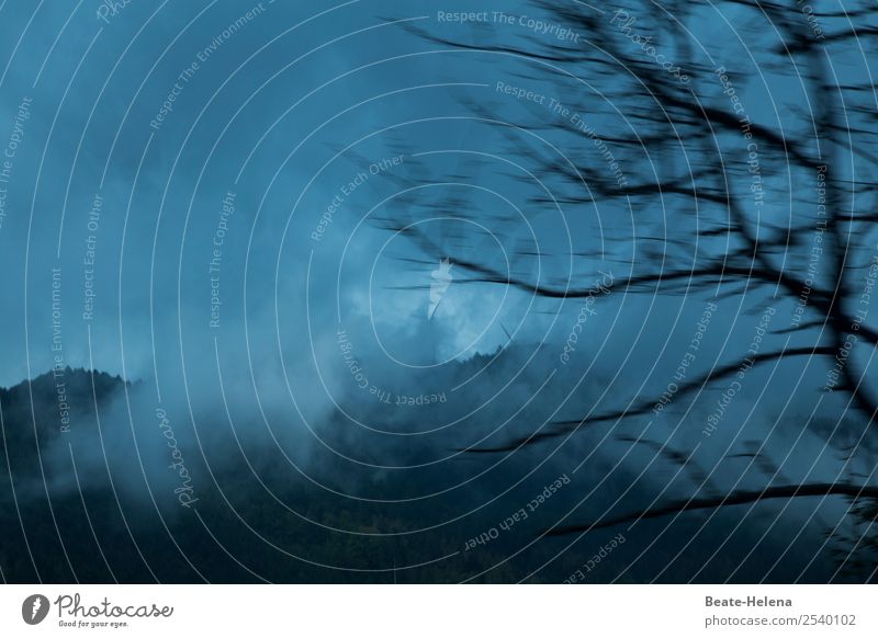 Krimi | Auf der Flucht Ferien & Urlaub & Reisen Ausflug Abenteuer Natur Landschaft schlechtes Wetter Nebel Regen Baum Wald rennen fliegen laufen bedrohlich