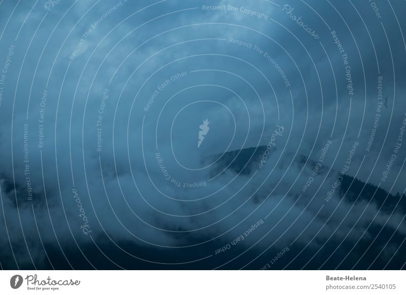 nebliger Schwarzwald Natur Landschaft Urelemente Luft Himmel Wolken Wetter schlechtes Wetter Nebel Regen Hügel Berge u. Gebirge ästhetisch außergewöhnlich