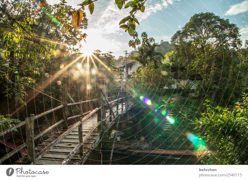 BORNEO...ein lieblingsort! Ferien & Urlaub & Reisen Tourismus Ausflug Abenteuer Ferne Freiheit Natur Landschaft Baum Sträucher Wald Urwald Flussufer Malaysia