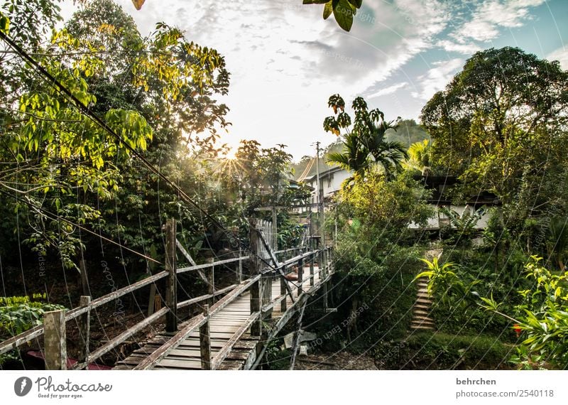 zuhause Ferien & Urlaub & Reisen Tourismus Ausflug Abenteuer Ferne Freiheit Natur Landschaft Baum Urwald Fluss außergewöhnlich exotisch fantastisch Asien