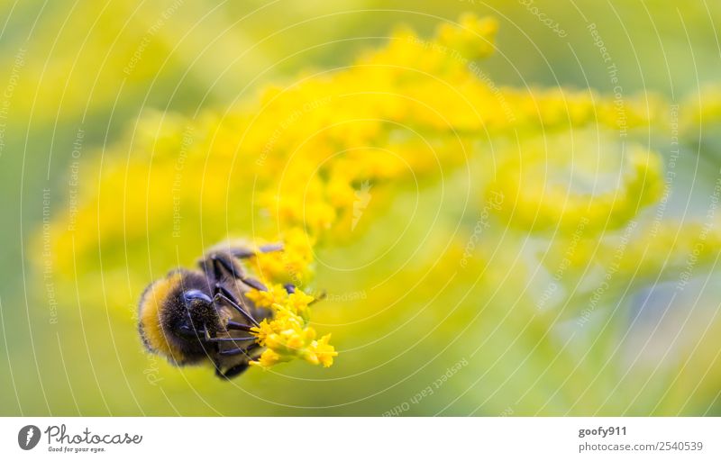 Seitlich Ausflug Umwelt Natur Sonne Sonnenlicht Frühling Sommer Schönes Wetter Pflanze Blume Blüte Garten Park Wiese Tier Nutztier Wildtier Tiergesicht Flügel