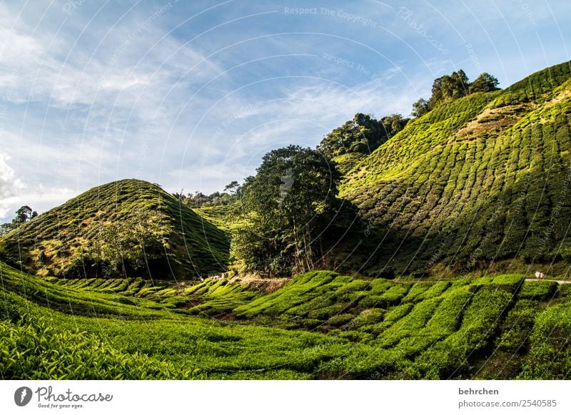 hinter den sieben bergen Ferien & Urlaub & Reisen Tourismus Ausflug Abenteuer Ferne Freiheit Natur Landschaft Himmel Pflanze Baum Blatt Nutzpflanze Teepflanze