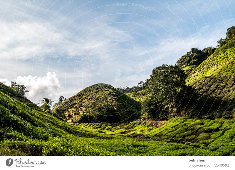 cameron highlands Ferien & Urlaub & Reisen Tourismus Ausflug Abenteuer Ferne Freiheit Umwelt Natur Landschaft Himmel Wolken Klimawandel Pflanze Baum Sträucher