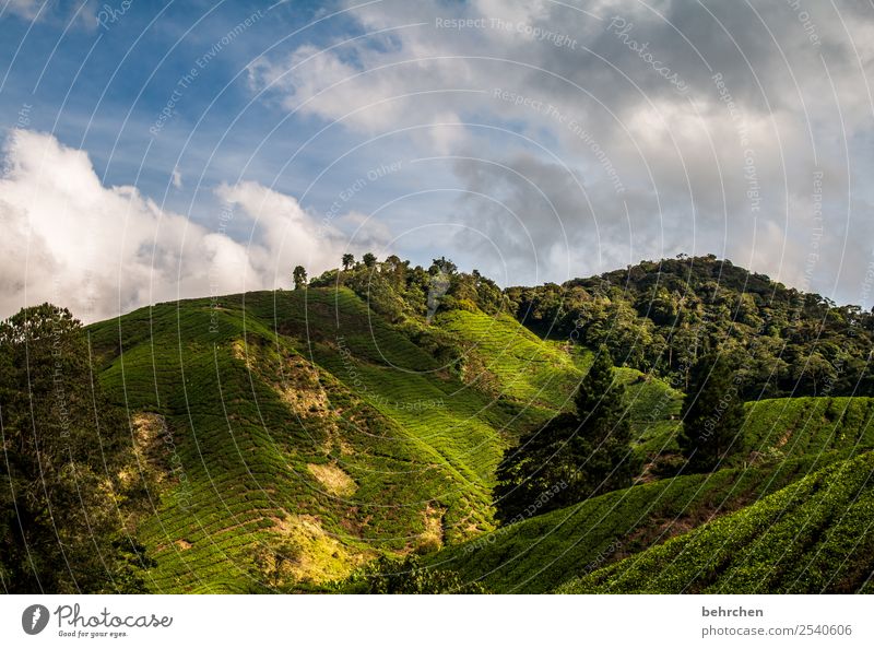 licht und schatten Ferien & Urlaub & Reisen Tourismus Ausflug Abenteuer Ferne Freiheit Umwelt Natur Landschaft Himmel Wolken Baum Sträucher Nutzpflanze