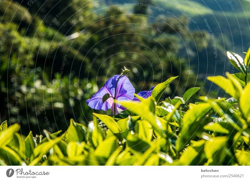 blühende cameron highlands Ferien & Urlaub & Reisen Tourismus Ausflug Abenteuer Ferne Freiheit Natur Landschaft Pflanze Blume Blatt Blüte Teepflanze Feld Urwald