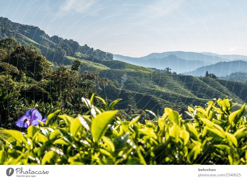 und was is mit teeeee? Ferien & Urlaub & Reisen Tourismus Ausflug Abenteuer Ferne Freiheit Natur Landschaft Pflanze Blatt Blüte Nutzpflanze Teepflanze