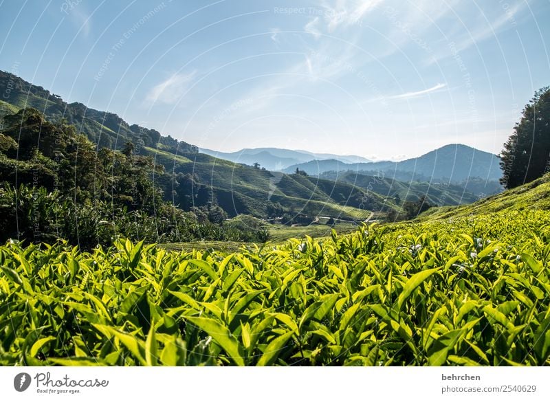 für teeliebhaber Ferien & Urlaub & Reisen Tourismus Ausflug Abenteuer Ferne Freiheit Natur Landschaft Himmel Pflanze Baum Sträucher Blatt Nutzpflanze Teepflanze