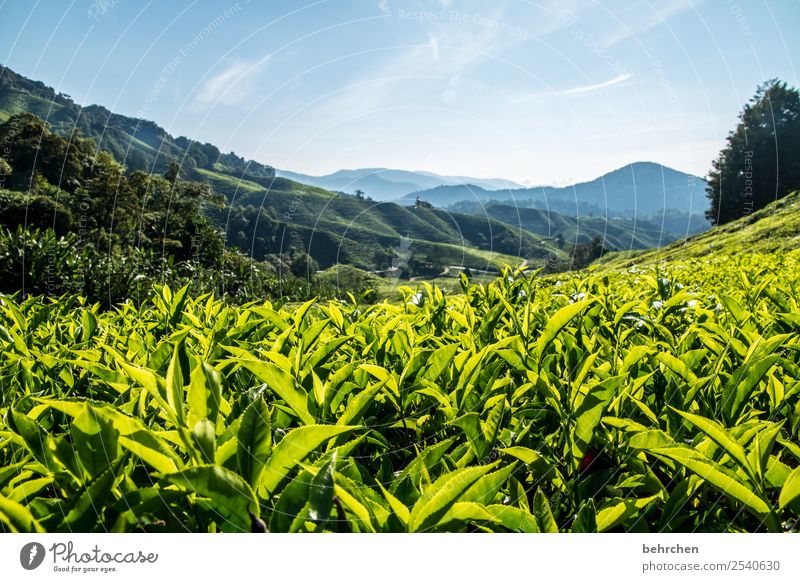 es gibt tee, baby Ferien & Urlaub & Reisen Tourismus Ausflug Abenteuer Ferne Freiheit Natur Landschaft Schönes Wetter Pflanze Baum Sträucher Blatt Nutzpflanze