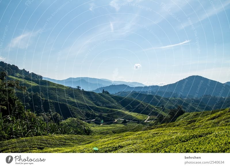 weitblick Ferien & Urlaub & Reisen Tourismus Ausflug Abenteuer Ferne Freiheit Natur Landschaft Baum Sträucher Blatt Nutzpflanze Teepflanze Teeplantage Feld