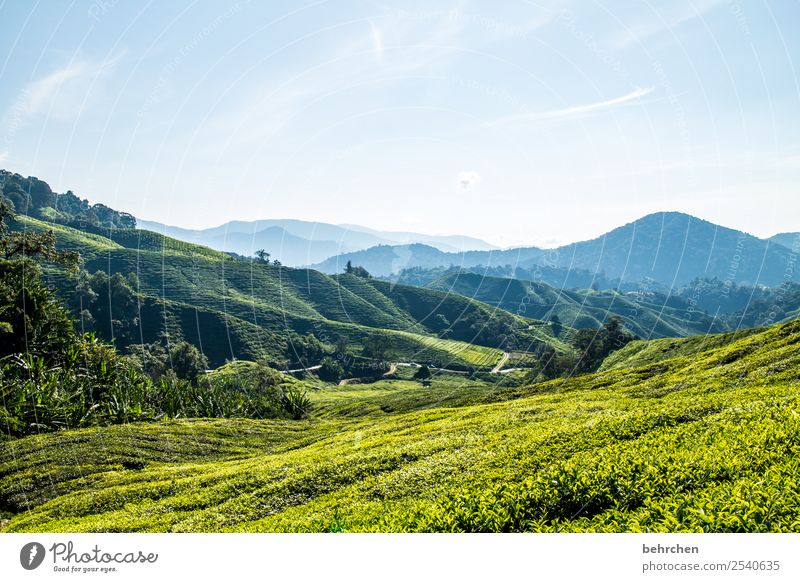 teepäuschen Ferien & Urlaub & Reisen Tourismus Ausflug Abenteuer Ferne Freiheit Natur Landschaft Himmel Wolken Pflanze Baum Sträucher Blatt Nutzpflanze