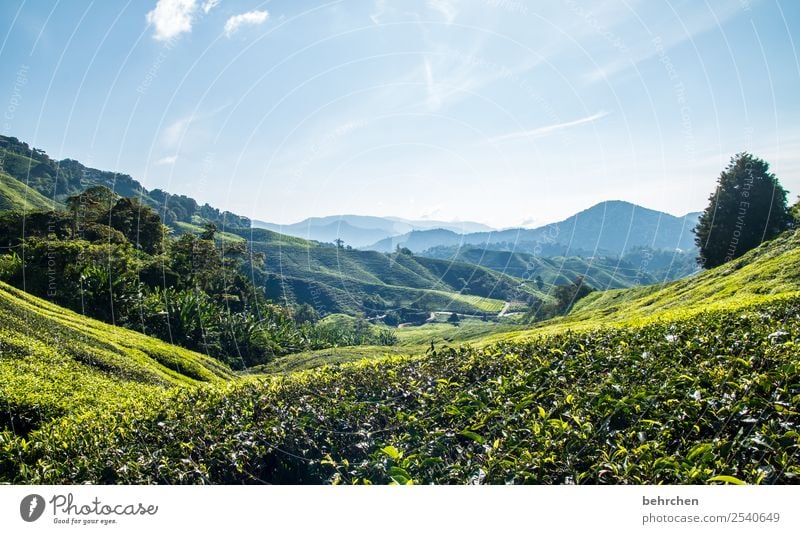 teeaussichten Ferien & Urlaub & Reisen Tourismus Ausflug Abenteuer Ferne Freiheit Natur Landschaft Himmel Pflanze Baum Sträucher Blatt Nutzpflanze Teepflanze