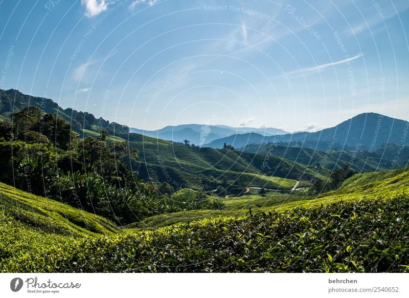 wie wär es... Ferien & Urlaub & Reisen Tourismus Ausflug Abenteuer Ferne Freiheit Natur Landschaft Pflanze Baum Sträucher Blatt Teepflanze Teeplantage