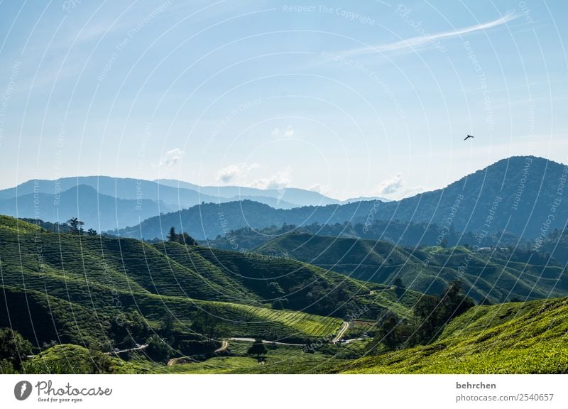 einer flog über das... Ferien & Urlaub & Reisen Tourismus Ausflug Abenteuer Ferne Freiheit Natur Landschaft Himmel Schönes Wetter Pflanze Baum Sträucher