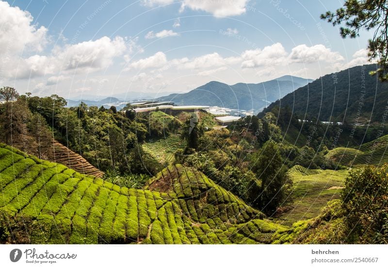 tee fürs wochenende Ferien & Urlaub & Reisen Tourismus Ausflug Abenteuer Ferne Freiheit Umwelt Natur Landschaft Himmel Wolken Pflanze Baum Blatt Nutzpflanze