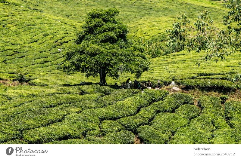 siesta Ferien & Urlaub & Reisen Tourismus Ausflug Abenteuer Ferne Freiheit Natur Landschaft Pflanze Baum Sträucher Blatt Nutzpflanze Teepflanze Teeplantage Feld