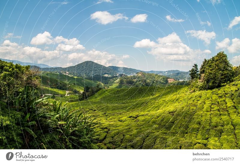 grüner teppich Ferien & Urlaub & Reisen Tourismus Ausflug Abenteuer Ferne Freiheit Natur Landschaft Himmel Wolken Pflanze Baum Sträucher Nutzpflanze Teepflanze