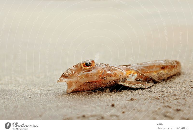 Wann kommt die Flut...? Natur Sand Strand Tier Wildtier Totes Tier Fisch Maul Flosse Auge 1 liegen trocken gelb rot Farbfoto Gedeckte Farben Außenaufnahme