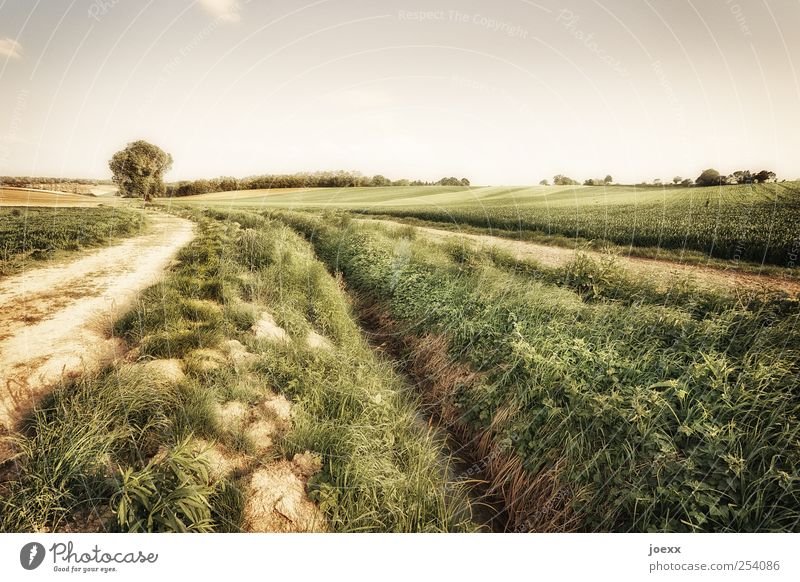 Trennung Landwirtschaft Forstwirtschaft Natur Landschaft Erde Himmel Wolken Sommer Schönes Wetter Baum Nutzpflanze Feld Wege & Pfade groß schön braun grün ruhig