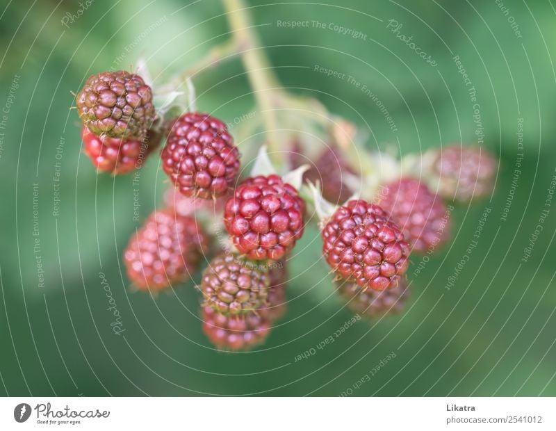 Bombeeren Lebensmittel Frucht Ernährung Bioprodukte Vegetarische Ernährung Gartenarbeit Natur Pflanze Sommer Nutzpflanze Gesundheit grün rot Beeren unreif