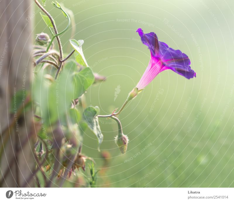 Gartentraum Sommer Natur Pflanze Schönes Wetter Blume Blüte Kletterpflanzen Trichterwinde Blühend schön grün violett rosa Kraft einzigartig Morgendämmerung