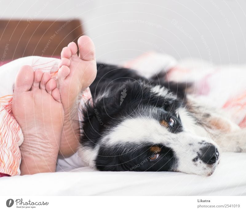 Hund im Bett Wohlgefühl ruhig Häusliches Leben Wohnung Schlafzimmer Mensch maskulin Mann Erwachsene Fuß 1 Haustier Tier Erholung genießen liegen schlafen