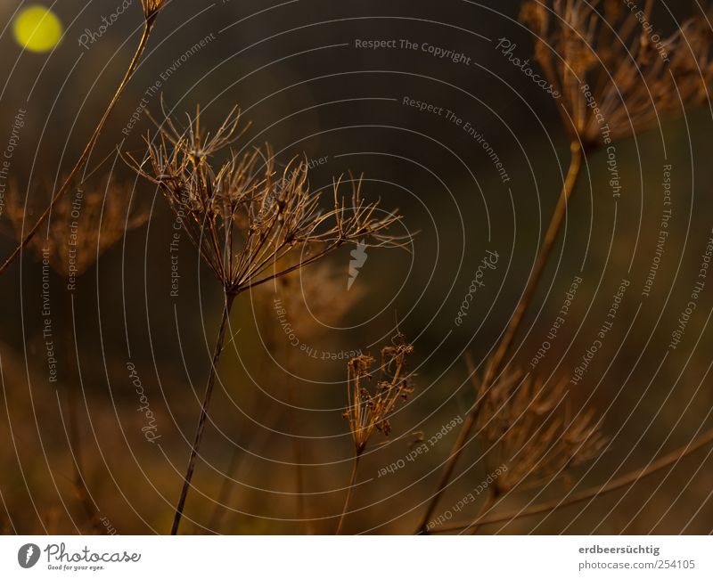 lichtgepunktetes trockenes Blütenstanddingens Natur Sonnenaufgang Sonnenuntergang Herbst Schönes Wetter Pflanze Gras Sträucher Wildpflanze Stengel Feld leuchten