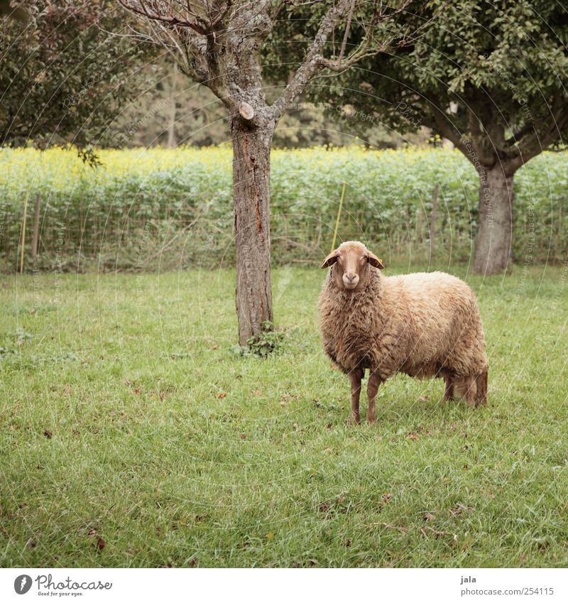 else Umwelt Natur Pflanze Herbst Baum Gras Grünpflanze Nutzpflanze Tier Nutztier Schaf 1 stehen Weide Farbfoto Außenaufnahme Menschenleer Textfreiraum links